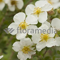 POTENTILLA